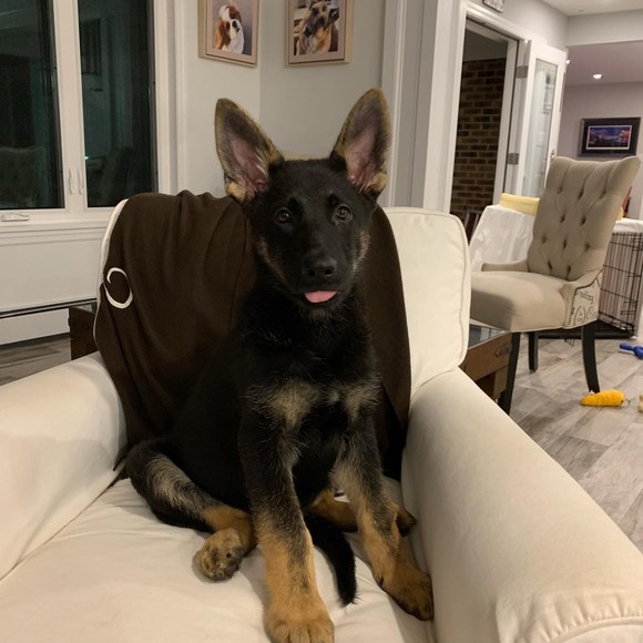 Meet your Posher, Jocelyn - Picture 1 of 1